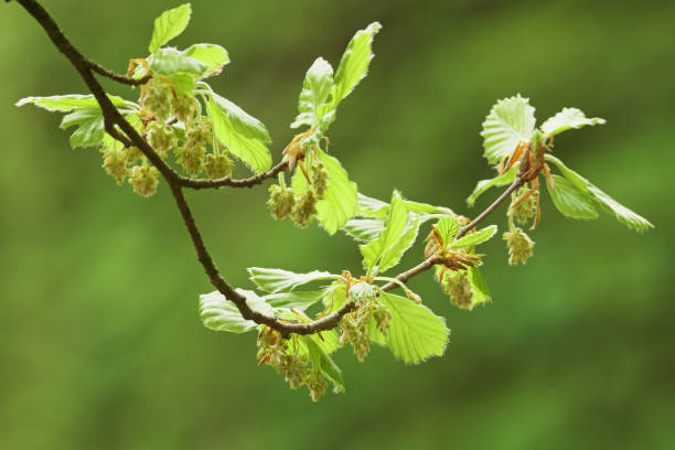 istock Hazel catkins (flowers) and leaves, in spring, Oxfordshire 1174326966