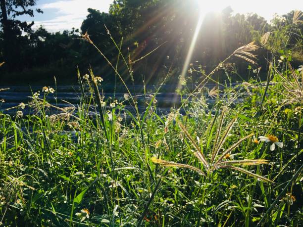 istock The sun shines on the grass in the morning 1174330472