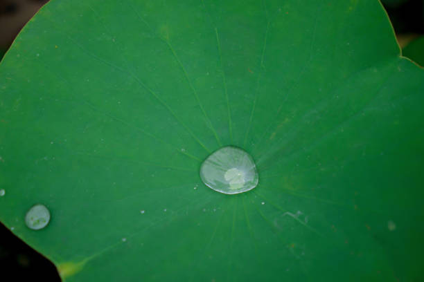 istock Blurred Water on lotus leaf at the garden 1174333733