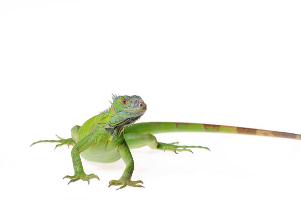 istock Green Iguana on isolated white background 1174333901