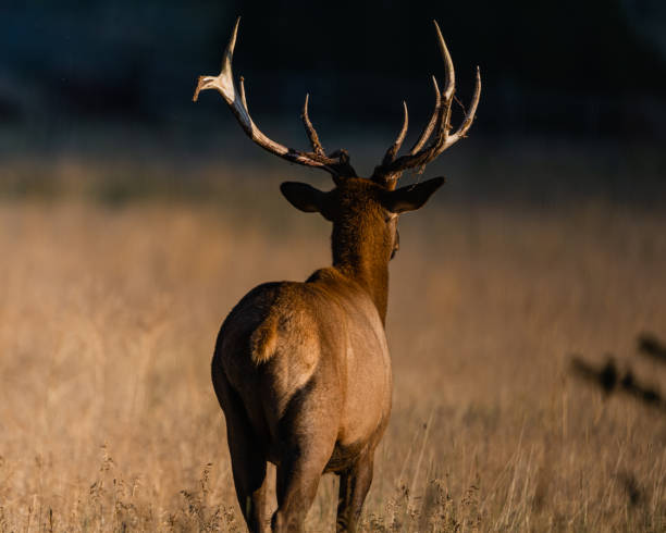 Bull elk walking thru a field at sunset
