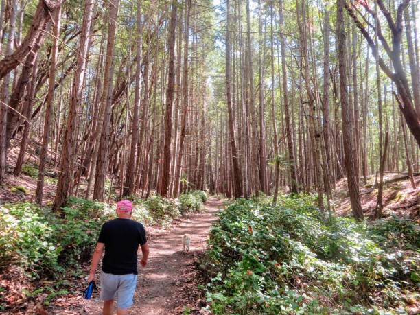 A man walking his dog through a beautiful forest along an empty trail.  Enjoying a great vacation during retirement.