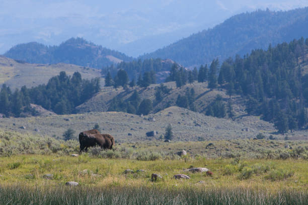 istock Beautiful Yellowstone landscape 1174340245