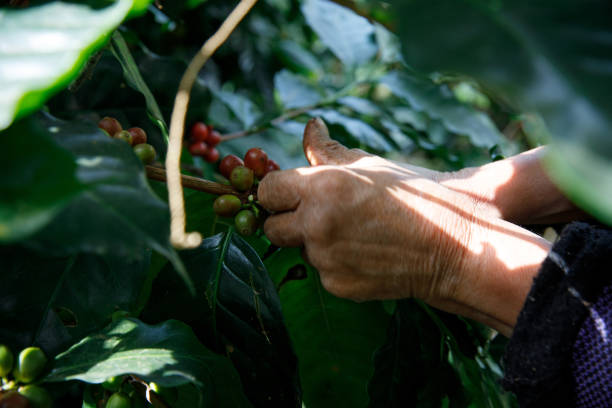 istock Close up hand keep coffee beans for harvesting on coffee tree, Fresh organic red coffee 1174340943