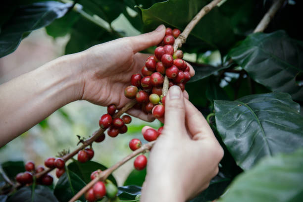 istock Close up hand keep coffee beans for harvesting on coffee tree, Fresh organic red coffee 1174340960