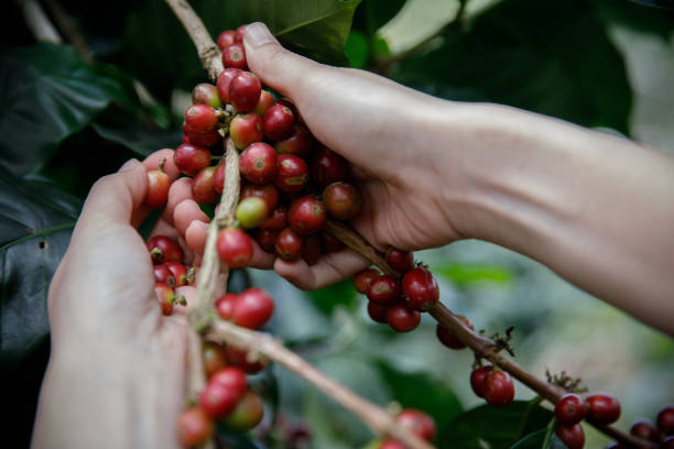 istock Close up hand keep coffee beans for harvesting on coffee tree, Fresh organic red coffee 1174340968