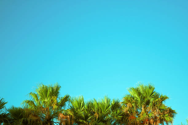 istock palm leaves against blue sky, copy space, color graded 1174342305