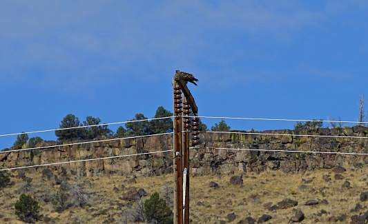 Southeast Oregon's Northern Great Basin.
Malheur National Wildlife Refuge.
Adult Golden Eagle.