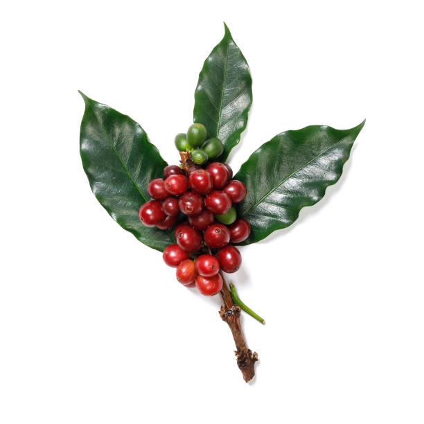 istock Organic Coffee Beans with Coffee Leaves isolated on white background 1174343613