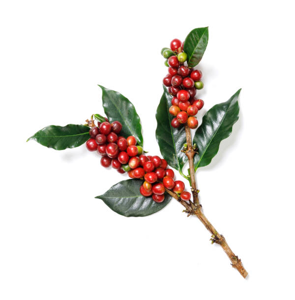 istock Organic Coffee Beans with Coffee Leaves isolated on white background 1174343620