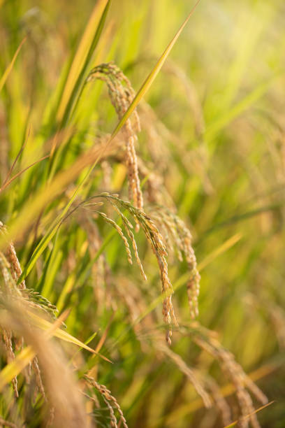 istock Organic Jasmine Rice in the Rice Field Background 1174343767