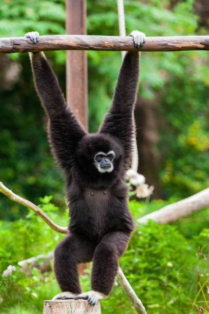 istock Gibbon on the tree in the zoo. 1174344774