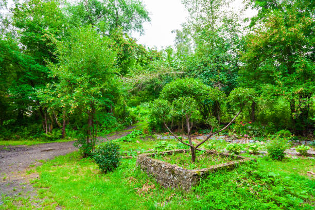 istock The park with green trees and grass in the forest along which there is a path for walking. Rest and tranquility in the fresh air in nature. 1174345550
