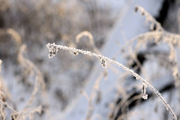 istock Dry grass in winter forest covered with hoarfrost close up 1174345716