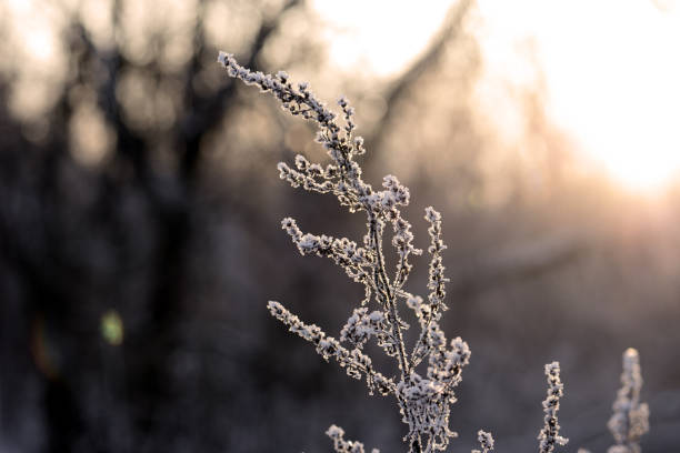 istock Dry grass in winter forest covered with hoarfrost close up 1174346346