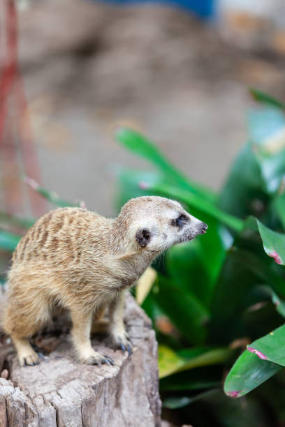 istock suricate, meerkat in the zoo park. 1174346795