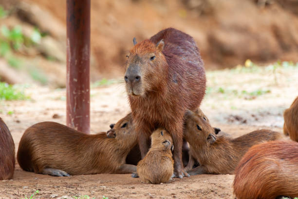 istock Capybara, Hydrochoerus hydrochaeris, the largest toothed rodent. 1174346834