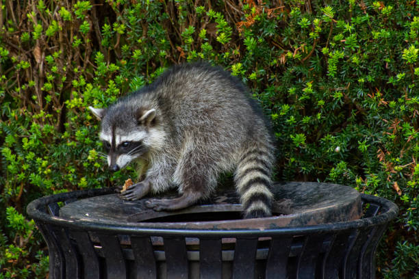 Raccoons (Procyon lotor) eating garbage or trash in a can invading the city in Stanley Park, Vancouver British Columbia, Canada. stock photo
