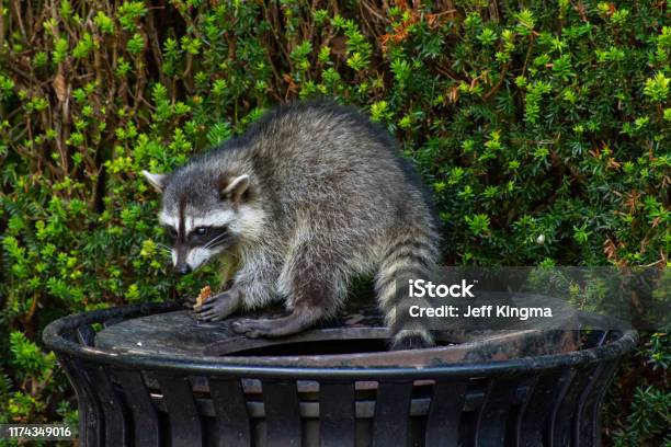Raccoons Eating Garbage Or Trash In A Can Invading The City In Stanley Park Vancouver British Columbia Canada Stock Photo - Download Image Now