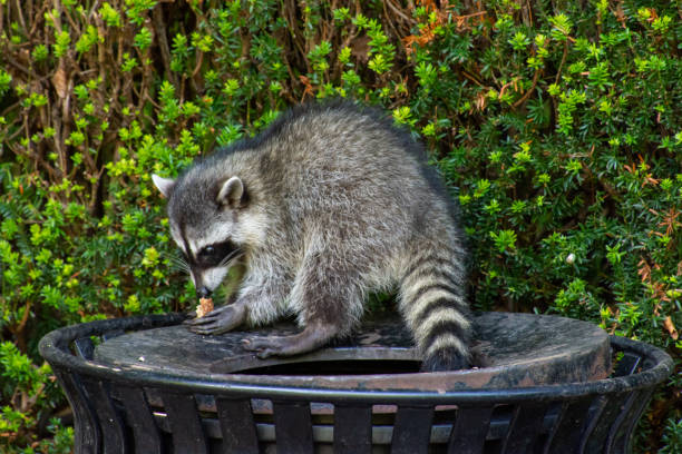 mapaches (procyon lotor) comiendo basura o basura en un lata invadiendo la ciudad en stanley park, vancouver columbia británica, canadá. - mapache fotografías e imágenes de stock