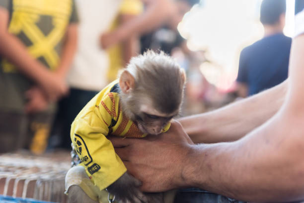 Monkey in a cage hugs a person's hand outside the cage. A man's hand