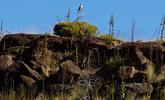 Southeast Oregon's Northern Great Basin.
Malheur National Wildlife Refuge.
A Prairie Falcon In September.