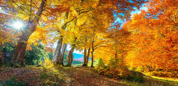 Golden Autumn in forest - vibrant leaves on trees, real sunny weather and nobody, fall nature landscape, panoramic