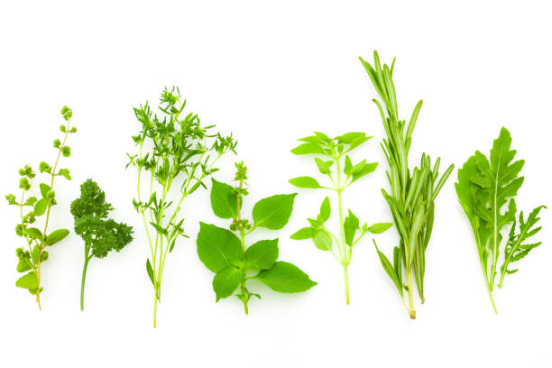 istock Border of Different Fresh Spice Herbs isolated on white background 1174351174
