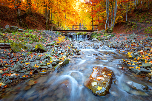 Amazing Autumn in forest park - colorful trees, small wooden bridge and fast river with stones, fall landscape