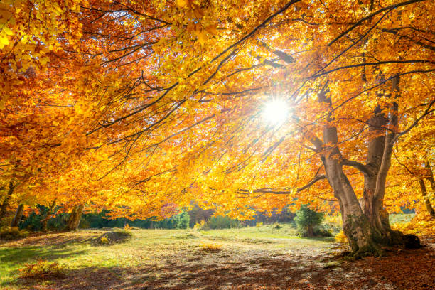 amazing autumn landscape - big forest golden tree with sunlight on sunny meadow, background - autumn sun oak tree imagens e fotografias de stock