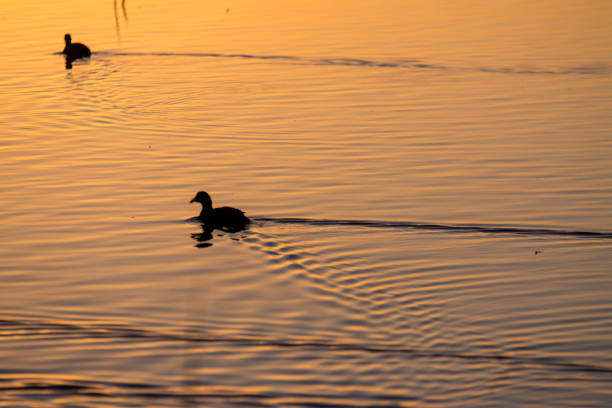 istock two ducks silhouette at sunrise sunset 1174351764