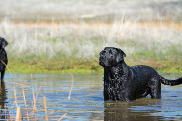 black Labrador retriever dog in water portrait stock photo