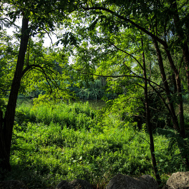 Green foliage bush on a jungle forest scene