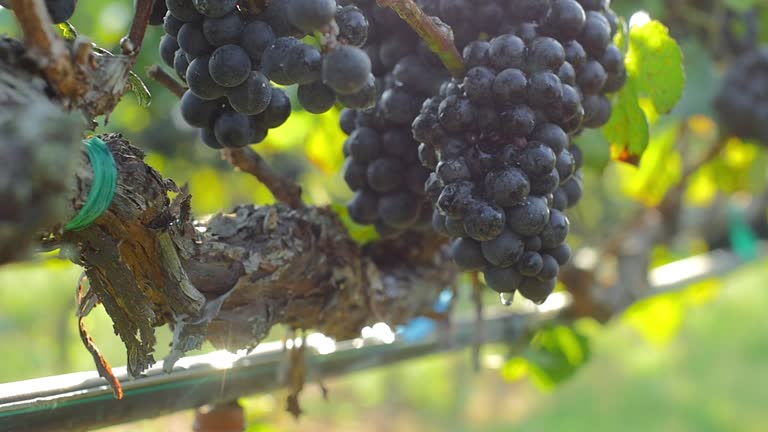 Fresh grape vines at a morning light. Water drops after a good rain.