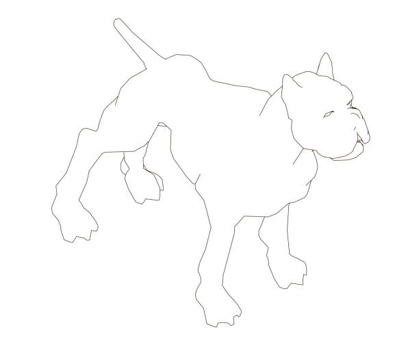 ilustrações, clipart, desenhos animados e ícones de o contorno de um cão musculoso. o cão está pronto. vista isométrica. ilustração do vetor. - boxer side view dog white background