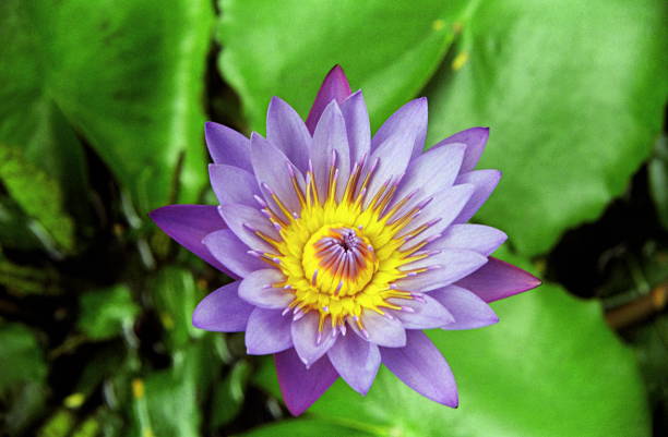 Blue water lily, Blue lotus of India, Neelkamal, Nymphaea nouchali/stellata, Nymphaeaceae (waterlily family), Indian Blue Lotus is a water-lily that is found in India Blue water lily, Blue lotus of India, Neelkamal, Nymphaea nouchali/stellata, Nymphaeaceae (waterlily family), Indian Blue Lotus is a water-lily that is found in India nymphaea stellata stock pictures, royalty-free photos & images