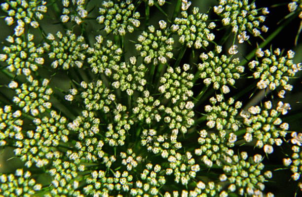 Cowbane, Northern Water Hemlock, Cicuta virosa, Umbelliferae/Apiaceae (carrot family), Closeup at Pune, Maharashta, India. Cowbane, Northern Water Hemlock, Cicuta virosa, Umbelliferae/Apiaceae (carrot family), Closeup at Pune, Maharashta, India. water hemlock stock pictures, royalty-free photos & images