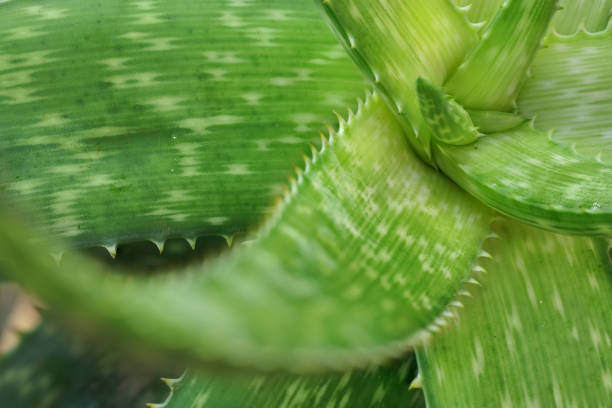 istock Close up aloe vera leaves 1174364595