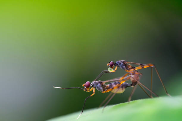 istock Insects have sexual intercourse with green background 1174364626
