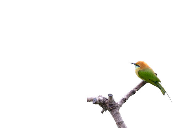 istock beautiful bird Chestnut headed Bee eater on a branch.(Merops leschenaulti) 1174364635