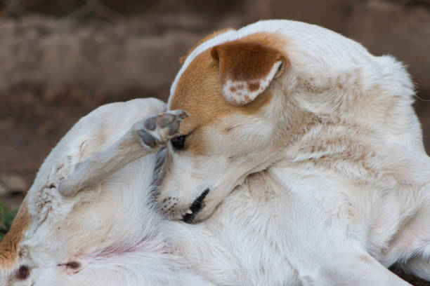 istock mongrel dog that scratches by flea irritation or skin allergies 1174365935
