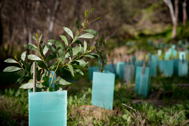 Revegetation in Australia. Revegetation using eucalyptus trees in Australia planting stock pictures, royalty-free photos & images