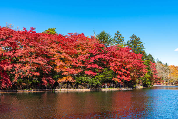 istock Kumobaike Pond autumn foliage scenery view, multicolor reflecting on surface in sunny day 1174366347