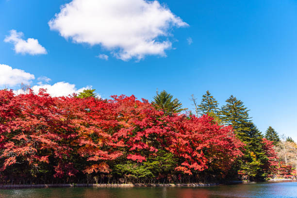 istock Kumobaike Pond autumn foliage scenery view, multicolor reflecting on surface in sunny day 1174366348