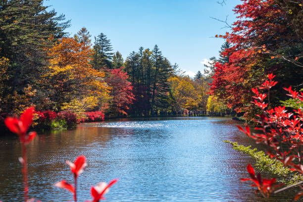 istock Kumobaike Pond autumn foliage scenery view, multicolor reflecting on surface in sunny day 1174366353