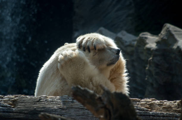 niedźwiedź polarny (ursus maritimus) jest nadmiężczącym niedźwiedziem, którego rodzimy zasięg leży głównie w kręgu podbiegunowym, obejmującym ocean arktyczny, otaczające go morza i otaczające go masy lądowe. jest to duży niedźwiedź, w pr - polar bear young animal cub isolated zdjęcia i obrazy z banku zdjęć