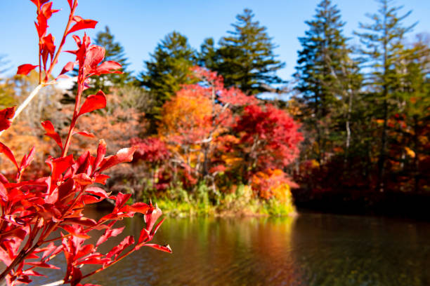 istock Kumobaike Pond autumn foliage scenery view, multicolor reflecting on surface in sunny day 1174366403