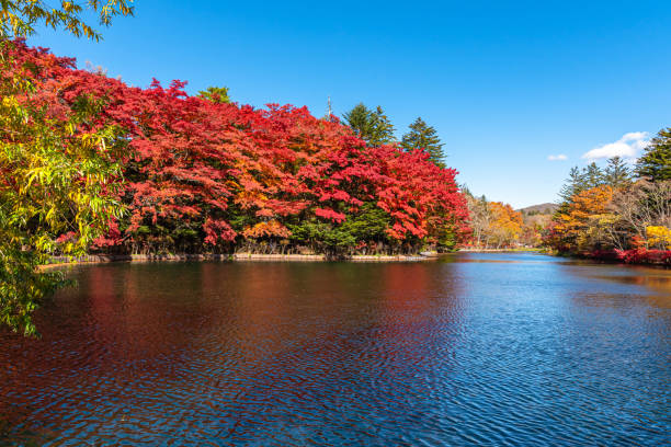 istock Kumobaike Pond autumn foliage scenery view, multicolor reflecting on surface in sunny day 1174366477