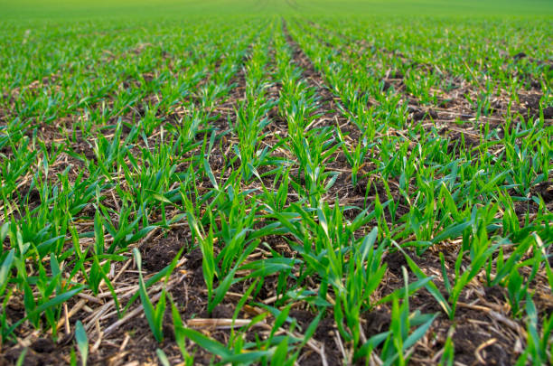 istock Green field with rows of fresh plants 1174367816