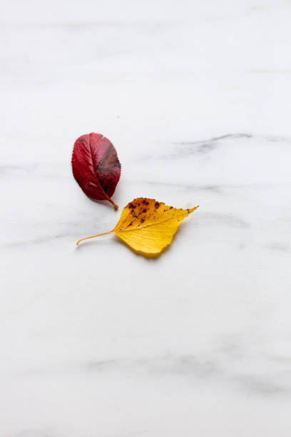 istock Colored leaves on white marble background with copy space, autumn concept 1174368837